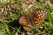 Duinparelmoer-vlinder 01.08. - 01